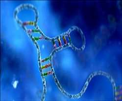 RNA Based Therapeutics