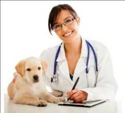 Veterinary Therapeutics
